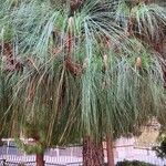 Pinus canariensis List