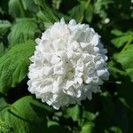 Viburnum macrocephalum 花