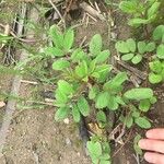 Indigofera hirsuta Hostoa