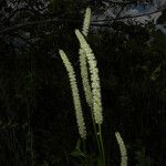 Schoenocaulon officinale Flower