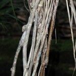 Pandanus reticulatus 樹皮