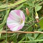 Convolvulus arvensis Habit