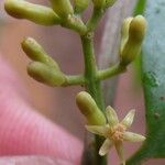 Passovia pedunculata Flower
