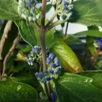 Caryopteris × clandonensis Kabuk