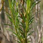 Haplophyllum linifolium Other