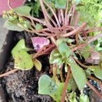 Claytonia rubraFeuille