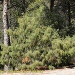 Juniperus navicularis Habit