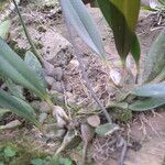 Bulbophyllum oxychilum Leaf