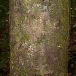 Elvasia elvasioides Bark