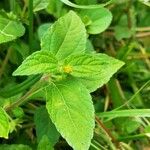 Eleutheranthera ruderalis Blatt