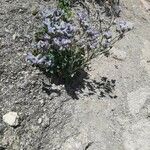 Limonium binervosum Цветок