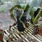 Welwitschia mirabilis Habitus