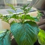 Laportea aestuans Leaf