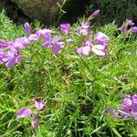 Phlox diffusa Flower