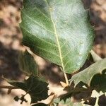 Quercus brantii Yaprak