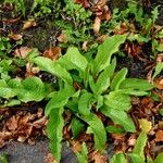 Symphytum caucasicum Folha