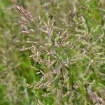 Poa pratensis Bleunienn