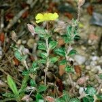 Helianthemum marifolium Buveinė