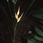 Heliconia lourteigiae പുഷ്പം