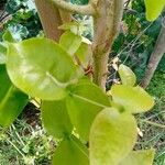 Eugenia uniflora Leaf