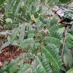 Pentaclethra macrophylla Hoja