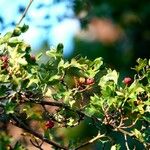 Crataegus azarolus Лист