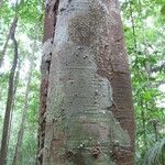 Licania heteromorpha Bark