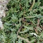 Leucanthemopsis alpina 葉