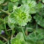 Veronica agrestis Leaf