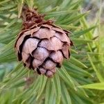 Cunninghamia lanceolata Плод