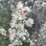 Dittrichia graveolens Flower