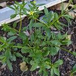 Ranunculus abortivusFlower