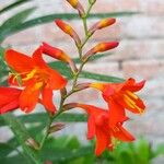 Crocosmia aurea Λουλούδι