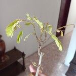 Tamarindus indica Frunză