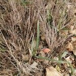 Tulipa sylvestris Flor