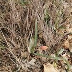 Tulipa sylvestris Blüte