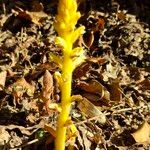 Orobanche gracilis Hábito