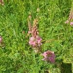 Onobrychis arenaria Flor