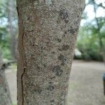 Dalbergia latifolia Bark