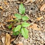 Rubus trivialis Leaf