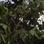 Lepisanthes rubiginosa Lorea