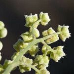 Parthenium confertum Цвят