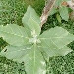 Calotropis gigantea Hoja