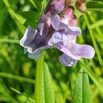 Vicia sepiumFlor