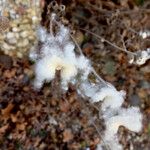 Anemone hupehensis Sonstige