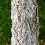 Carissa macrocarpa 樹皮
