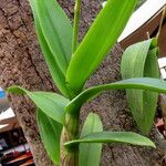 Dendrobium bigibbum Leaf