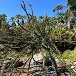 Crescentia mirabilis Hábito