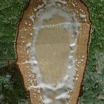 Funtumia africana Ŝelo