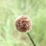Allium vineale Flower